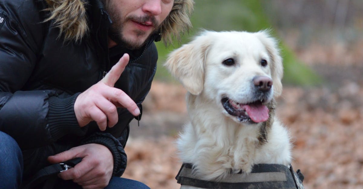 Training Your Dog