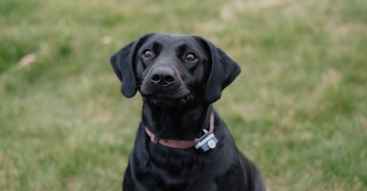 Dog Training