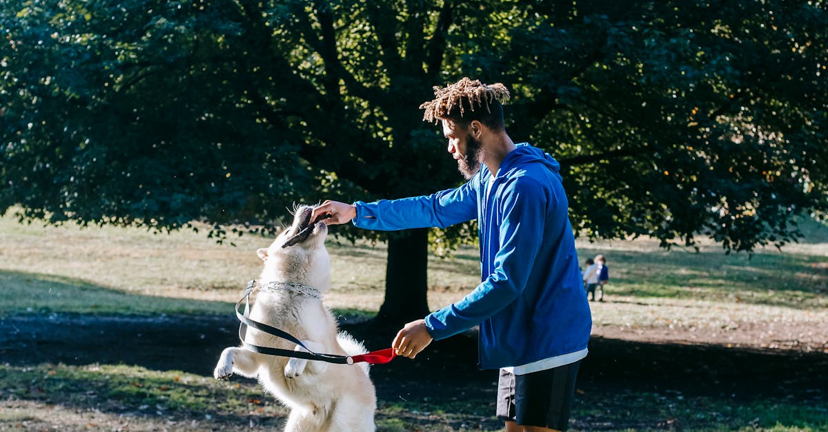 Dog Training