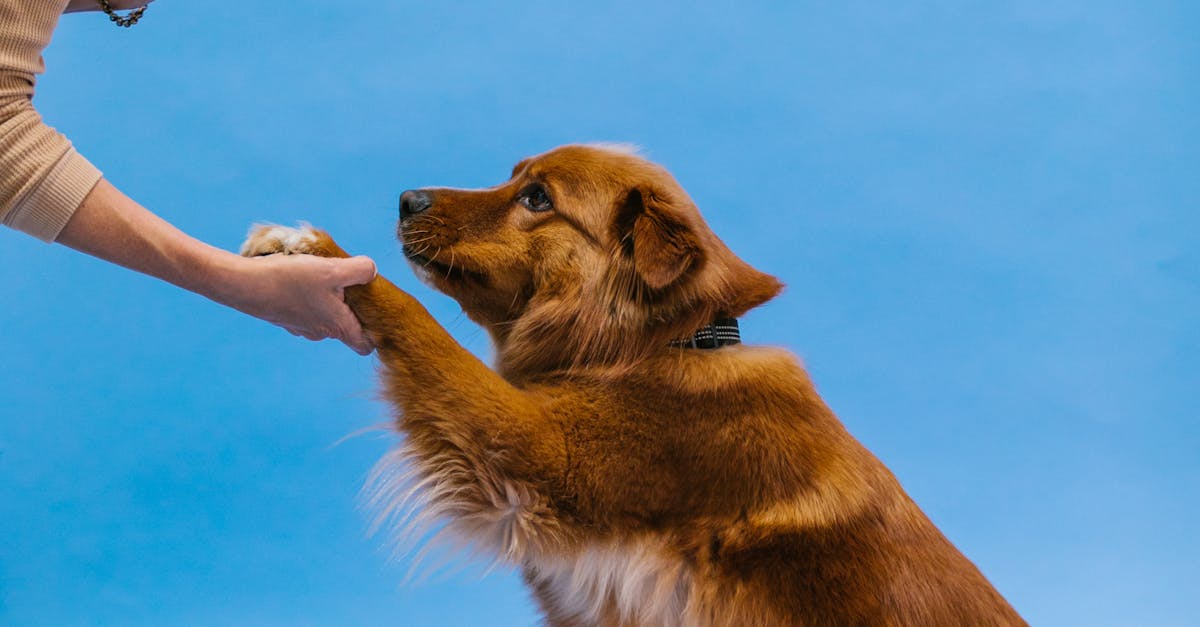 Dog Training