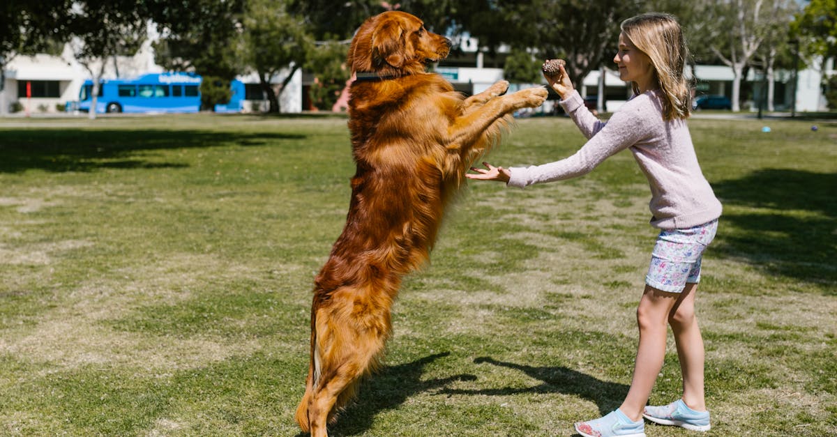 Dog Obedience Training